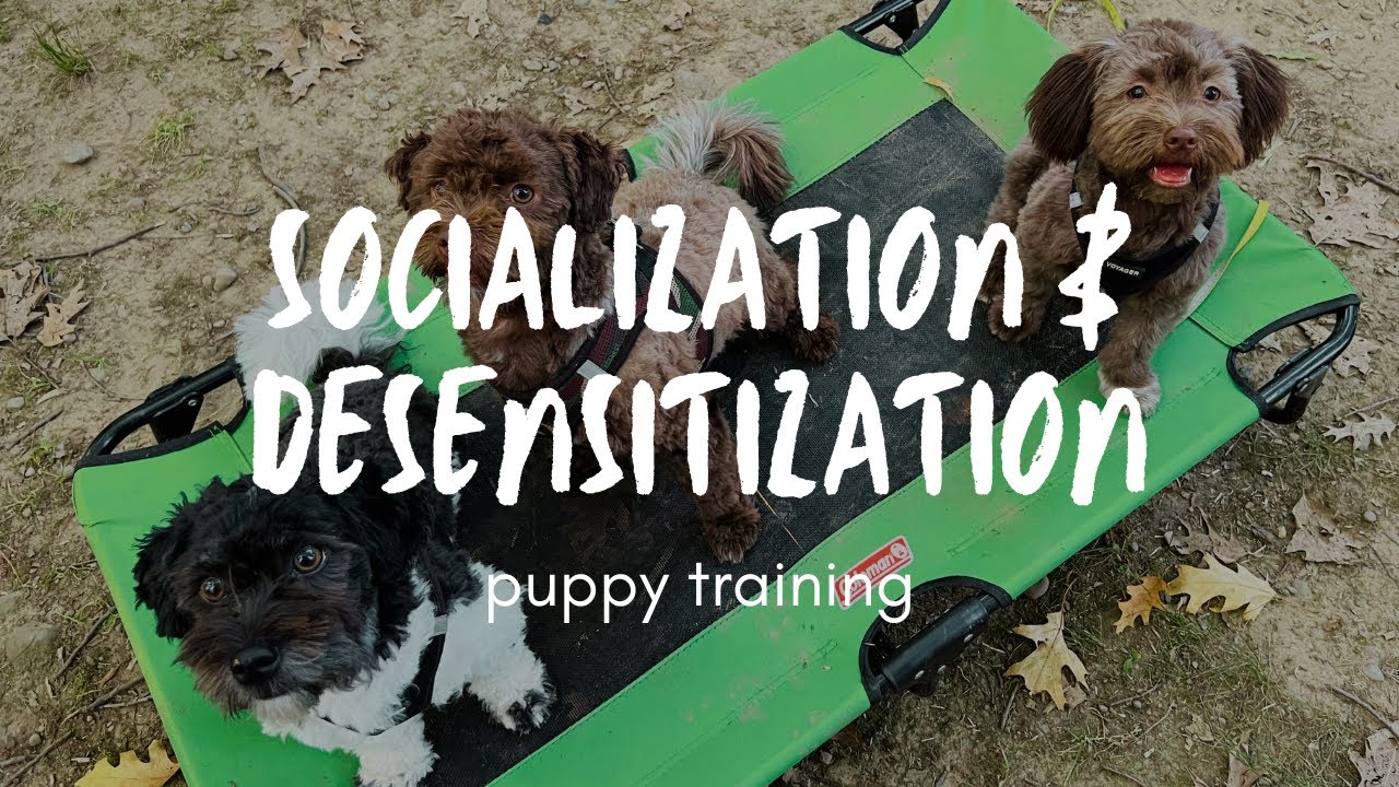 How we socialized our Havanese puppy