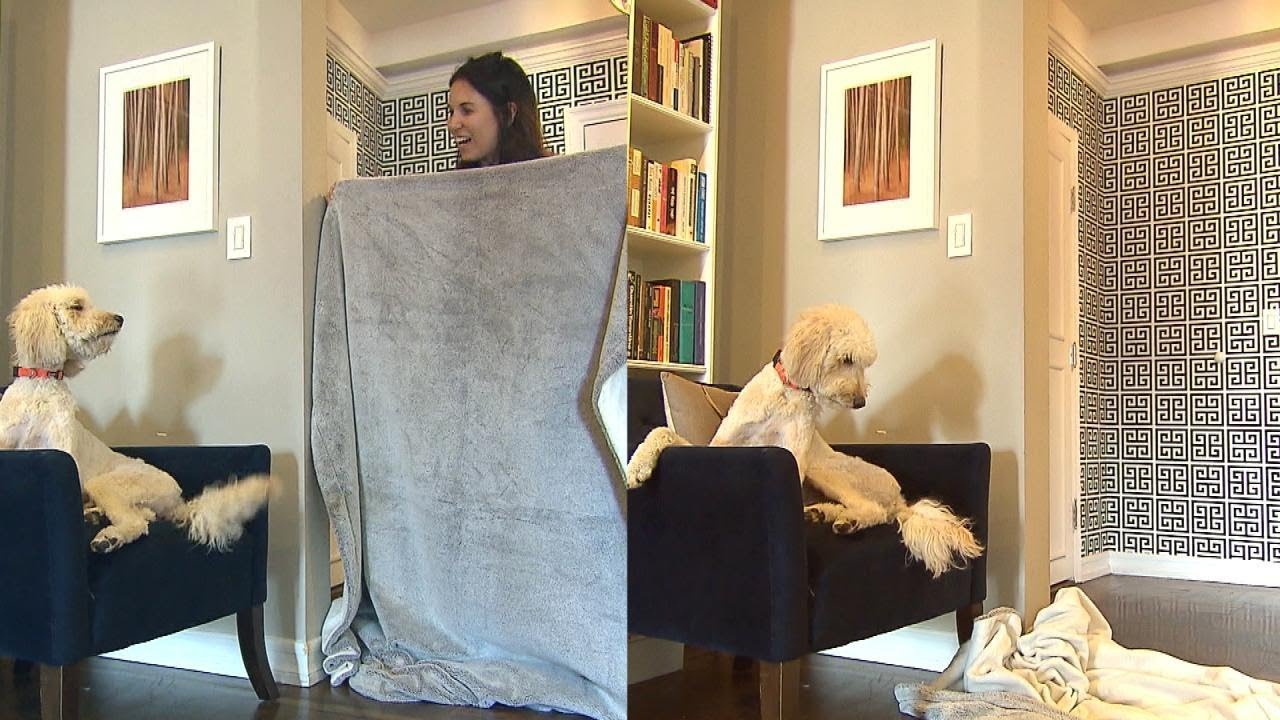 People Are Tricking Their Dogs in the &lsquo;What the Fluff&rsquo; Challenge