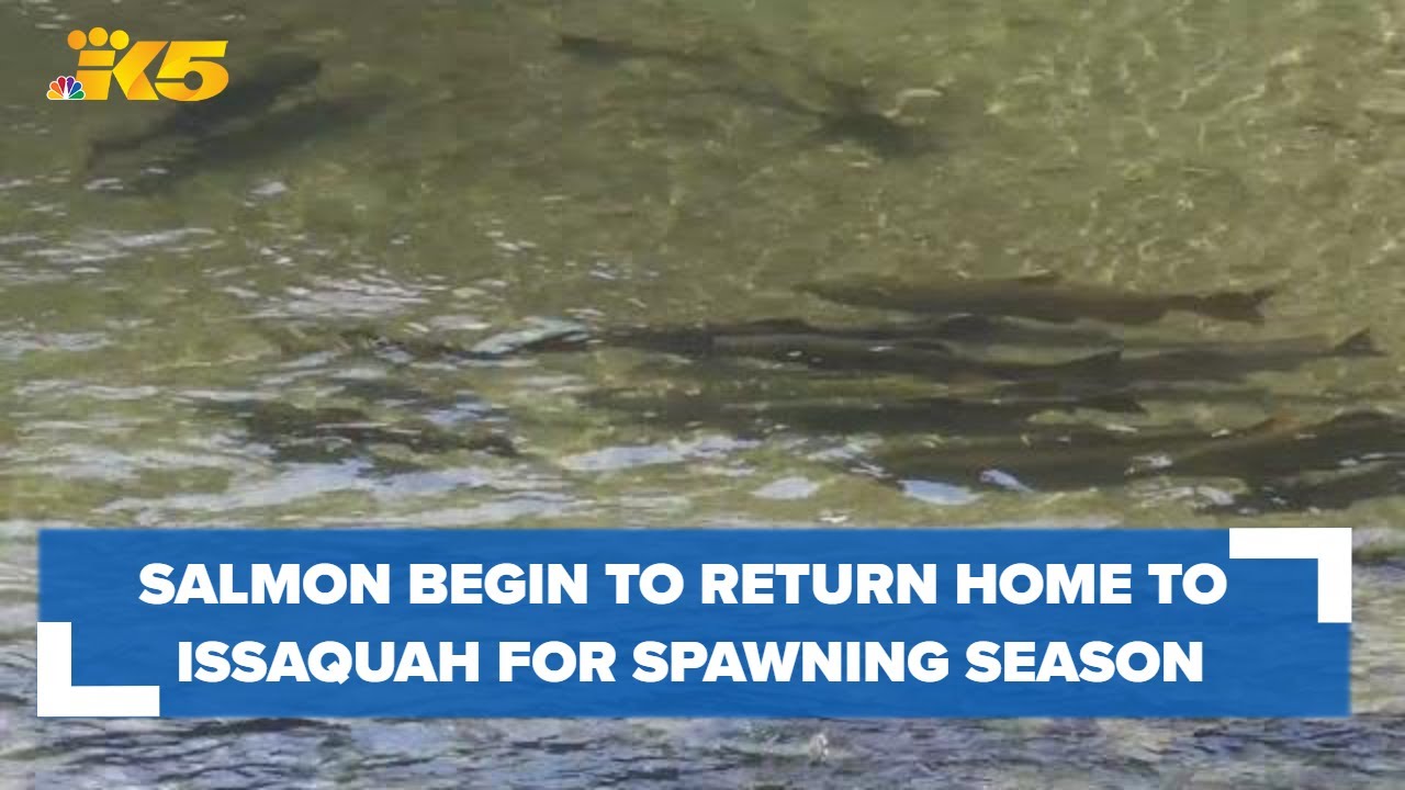 Salmon return home to Issaquah hatchery to spawn