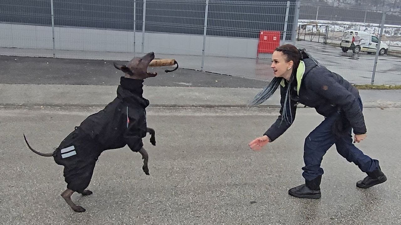 Full outdoor training of the Xolo dog Oliver