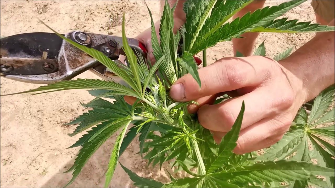 S&eacute;lection d'une nouvelle vari&eacute;t&eacute; de chanvre #cbd : La coupe des m&acirc;les