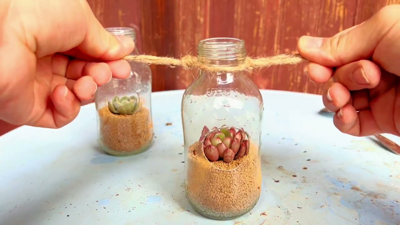 农村小哥用废瓶打造多肉吊盆，网友直呼太美太治愈！Hanging Succulent Bottles from Recycled Glass That Will Melt Your Heart!