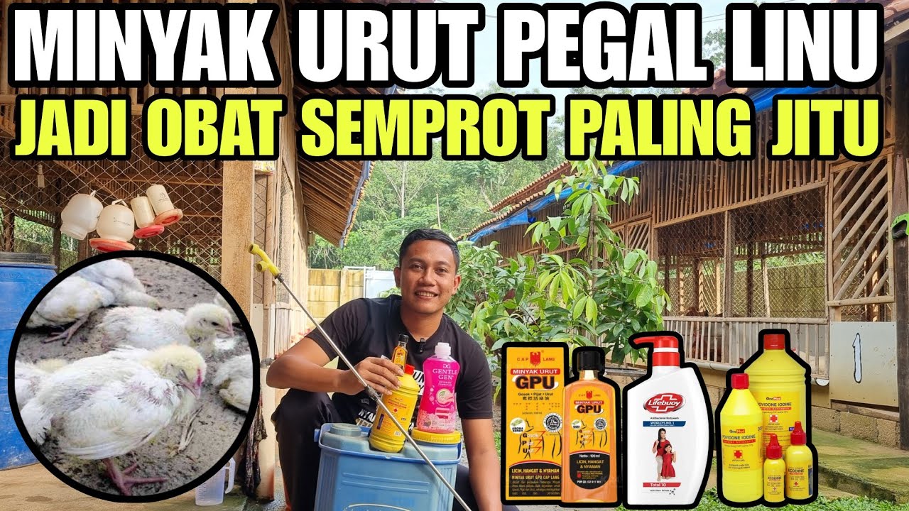 RAMUAN AMPUH OBATI AYAM PILEK‼️