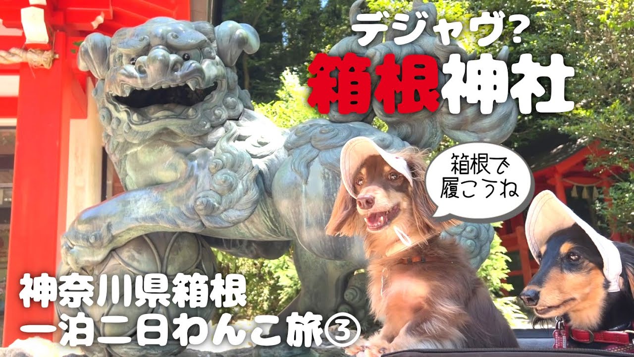 【犬連れ旅行神奈川箱根観光】恩賜箱根公園をお散歩して謎に箱根神社再び!1泊2日わんこ旅3/3 2023.7