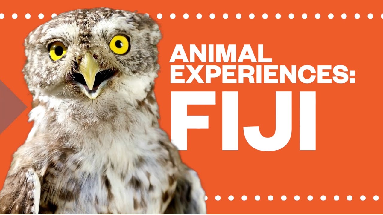 Animal Experiences: Fiji