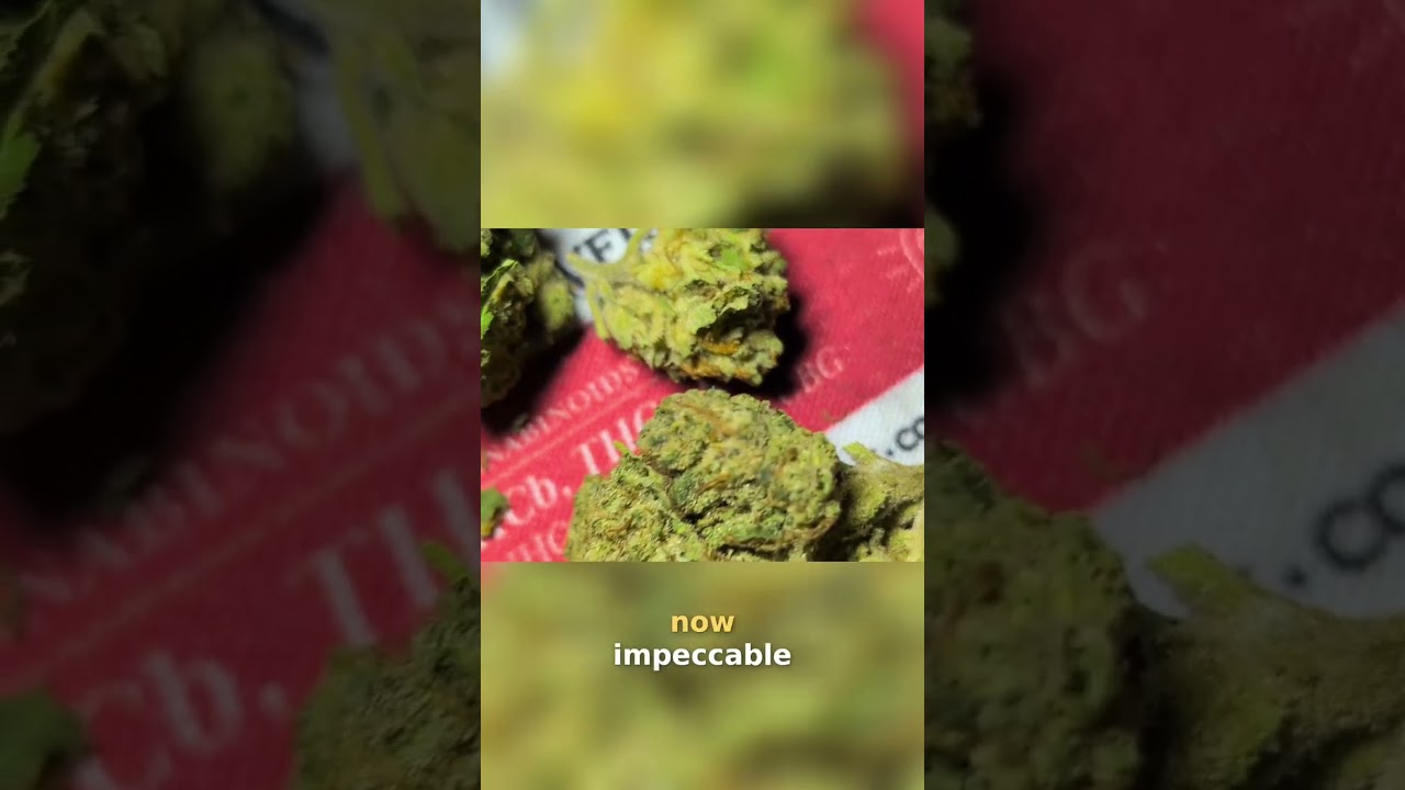 Kem Dog vs. OG Kush: Cannabis Strain Showdown! #shorts