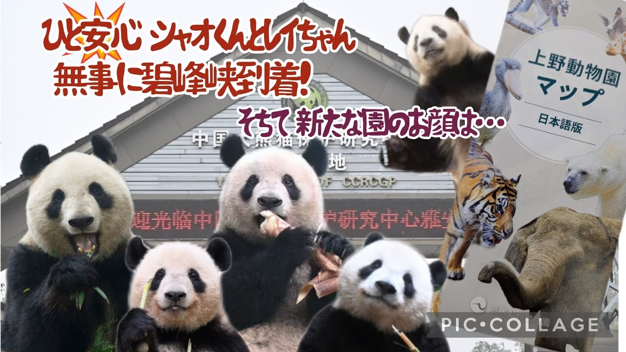 ひと安心　シャオくんとレイちゃん無事に碧峰峡に到着!　そちて新たな園のお顔は…