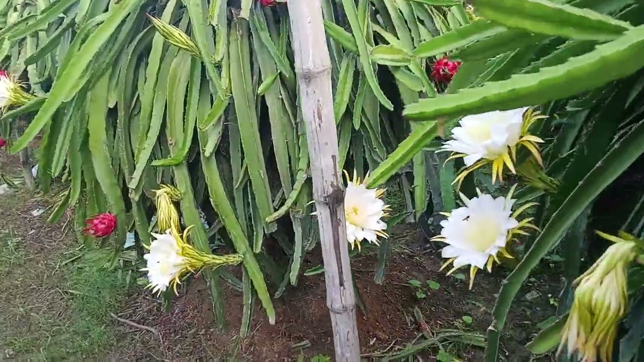 Bihar mein dragon fruit orga\n Nic base.sik