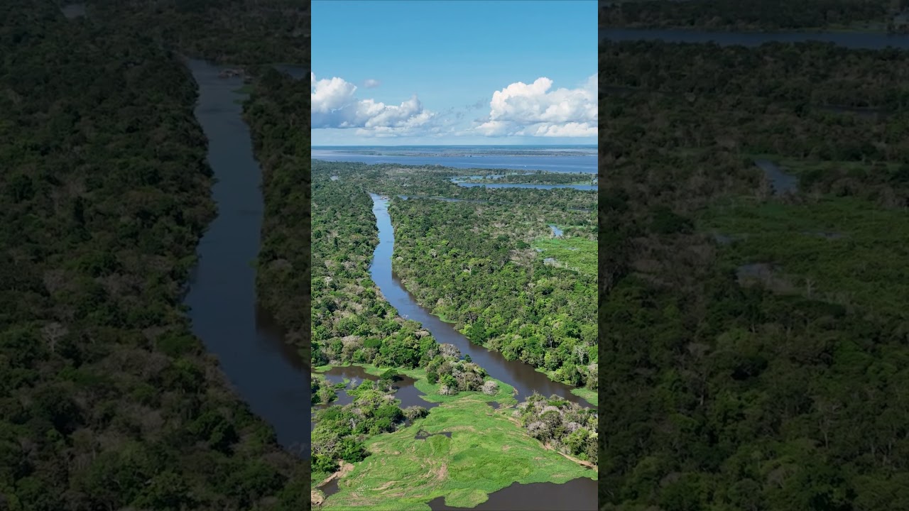 Amazon rainforest from a bird's eye view. Drone video in 4k