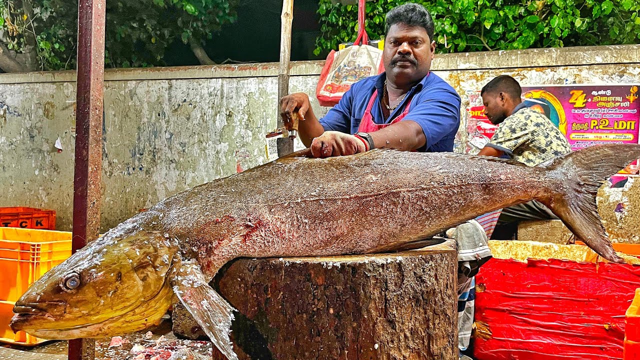 KASIMEDU 🔥 SPEED SELVAM | 40KG GIANT COBIA FISH CUTTING VIDEO | 4K VIDEO | KM FISH CUTTING 