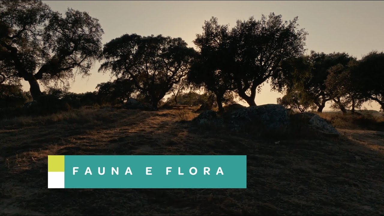 Fauna e Flora | Caminhos da Sustentabilidade - Episódio 3