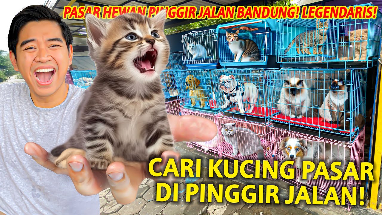PENCARIAN ANAK KUCING DI PASAR PINGGIR JALAN LEGENDARIS BANDUNG! SEMKIN MENARIK HEWAN DISINI!