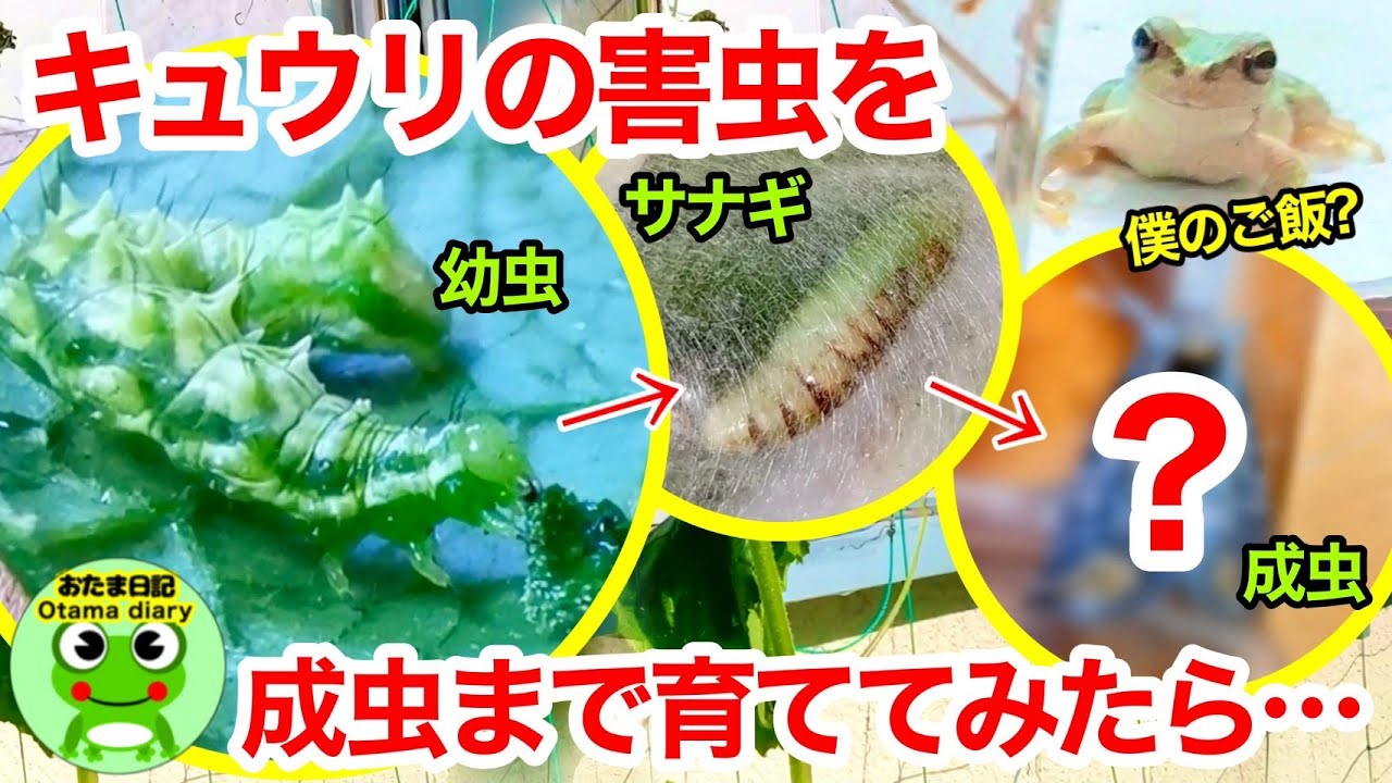 【ウリキンウワバ飼育観察記録】キュウリの葉っぱの害虫！トゲトゲのヤバい幼虫を育ててみたら、すごい成虫になった！【おたま日記】