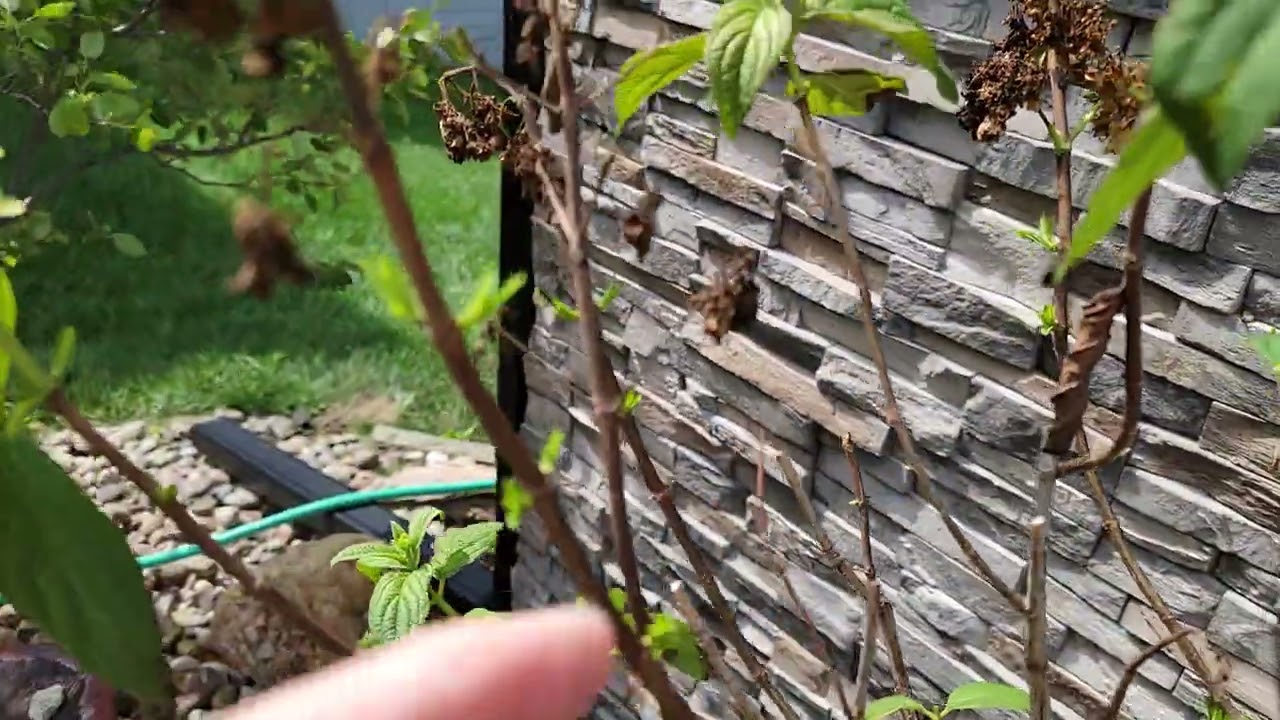 Save my Hydrangea Tree that turned brown  tut