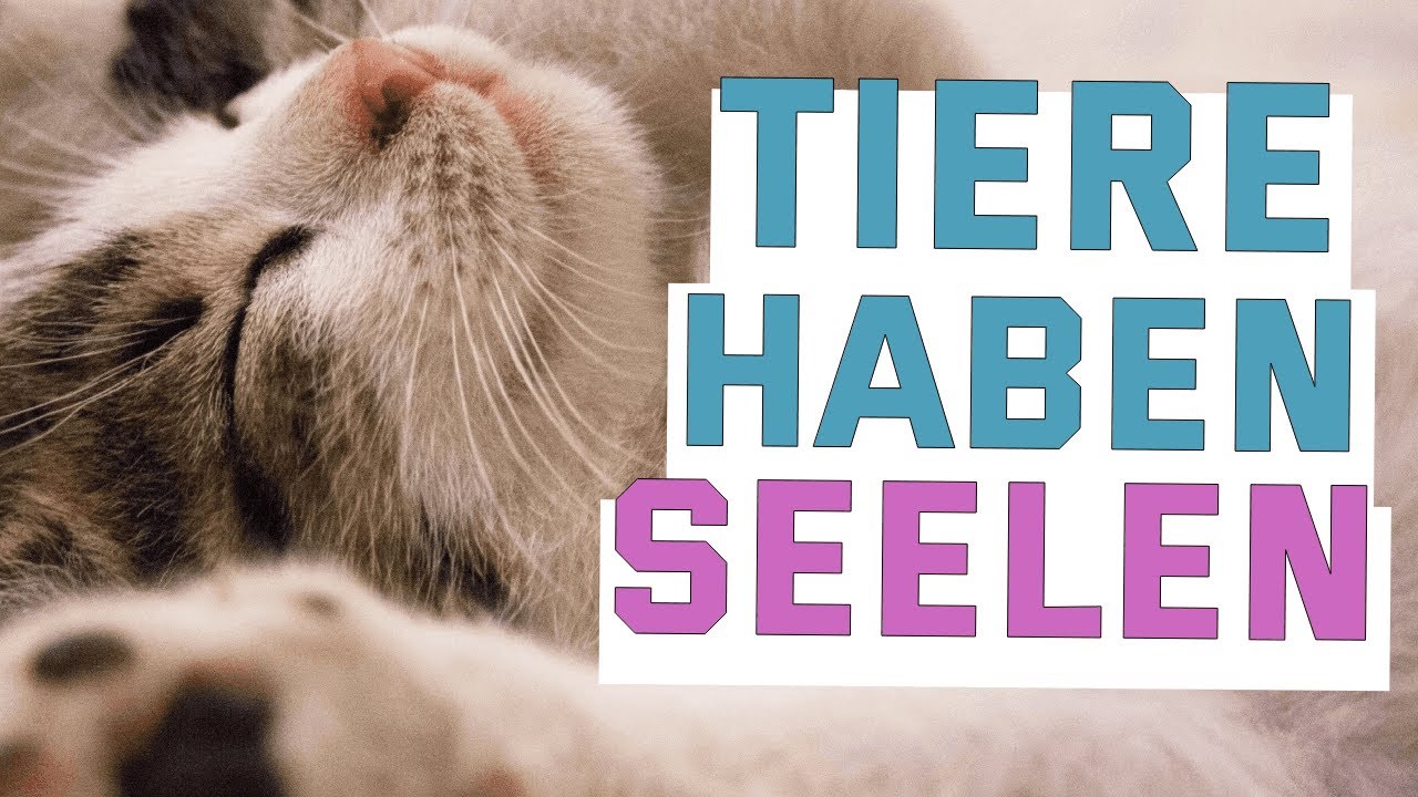 Schamanische Heilarbeit für Tiere – Wenn unsere Haustiere Seelenanteile verlieren