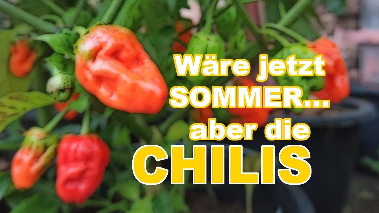 Wäre jetzt Sommer, dann würde es passen, ABER die CHILIS... - Chilis 2021 #26 // Gartenschlau.com