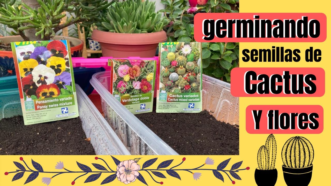 Germinando semillas de Cactus y Flores, germinado directo de la tuna del Cactus