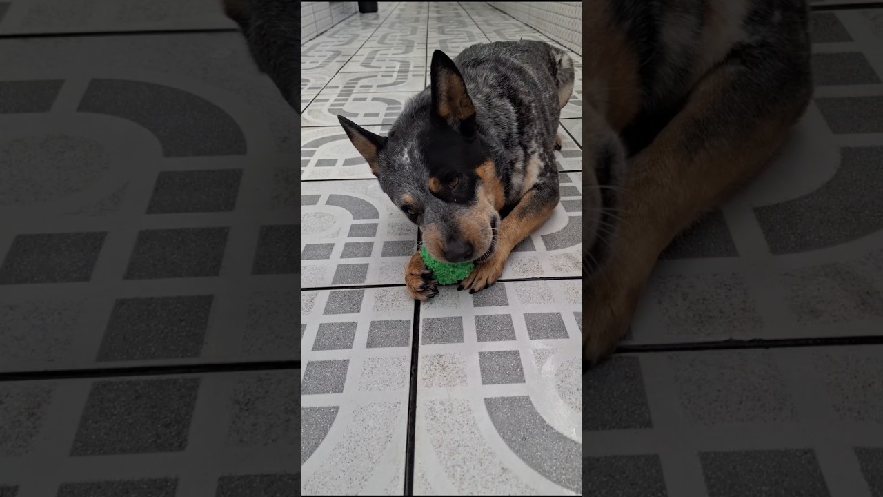 Tomei uma picada de inseto a vet passou rem&eacute;dio agora estou melhor blue heeler e golden retrivier 🐾🦝