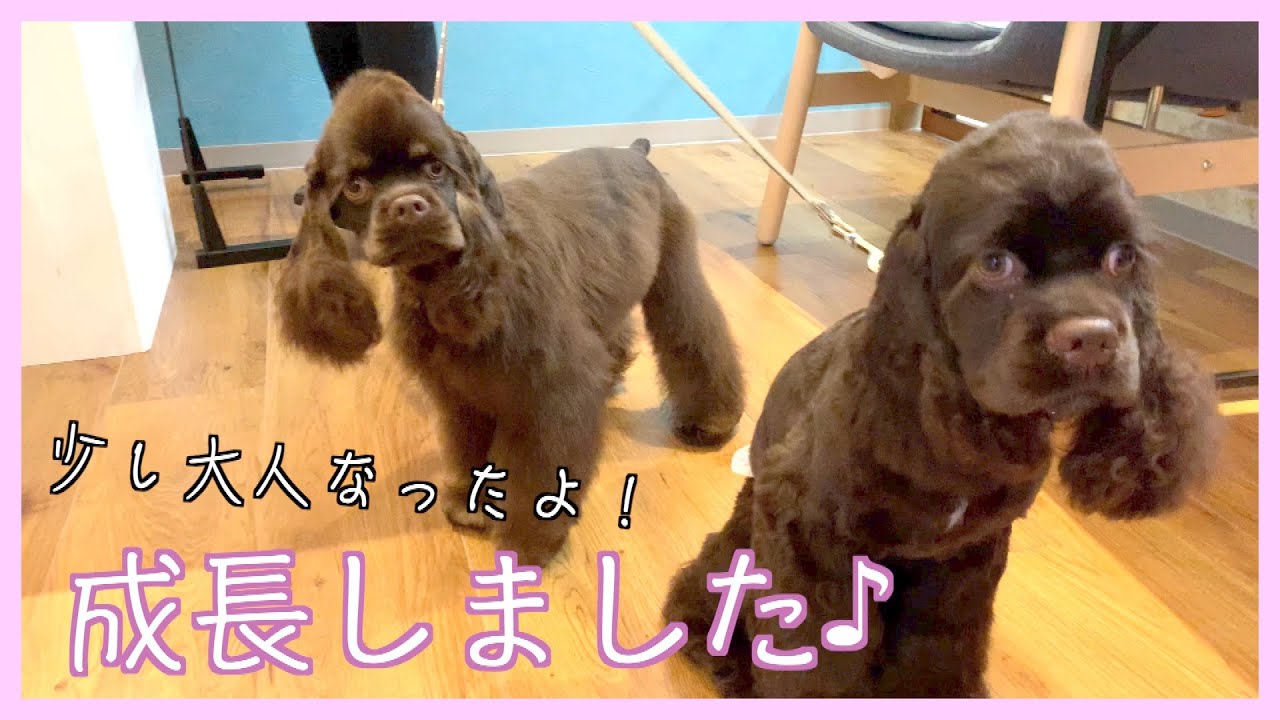 トリミング！アメリカン・コッカー・スパニエル「優芽ちゃん」&「桜ちゃん」ご来店♪