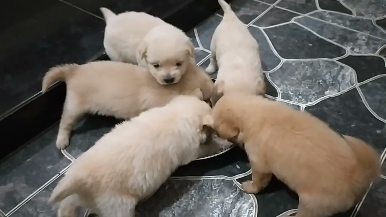 ANAK ANJING UMUR 1 BULAN, SUDAH MULAI BELAJAR MAKAN NASI, SUDAH BISA BERCANDA
