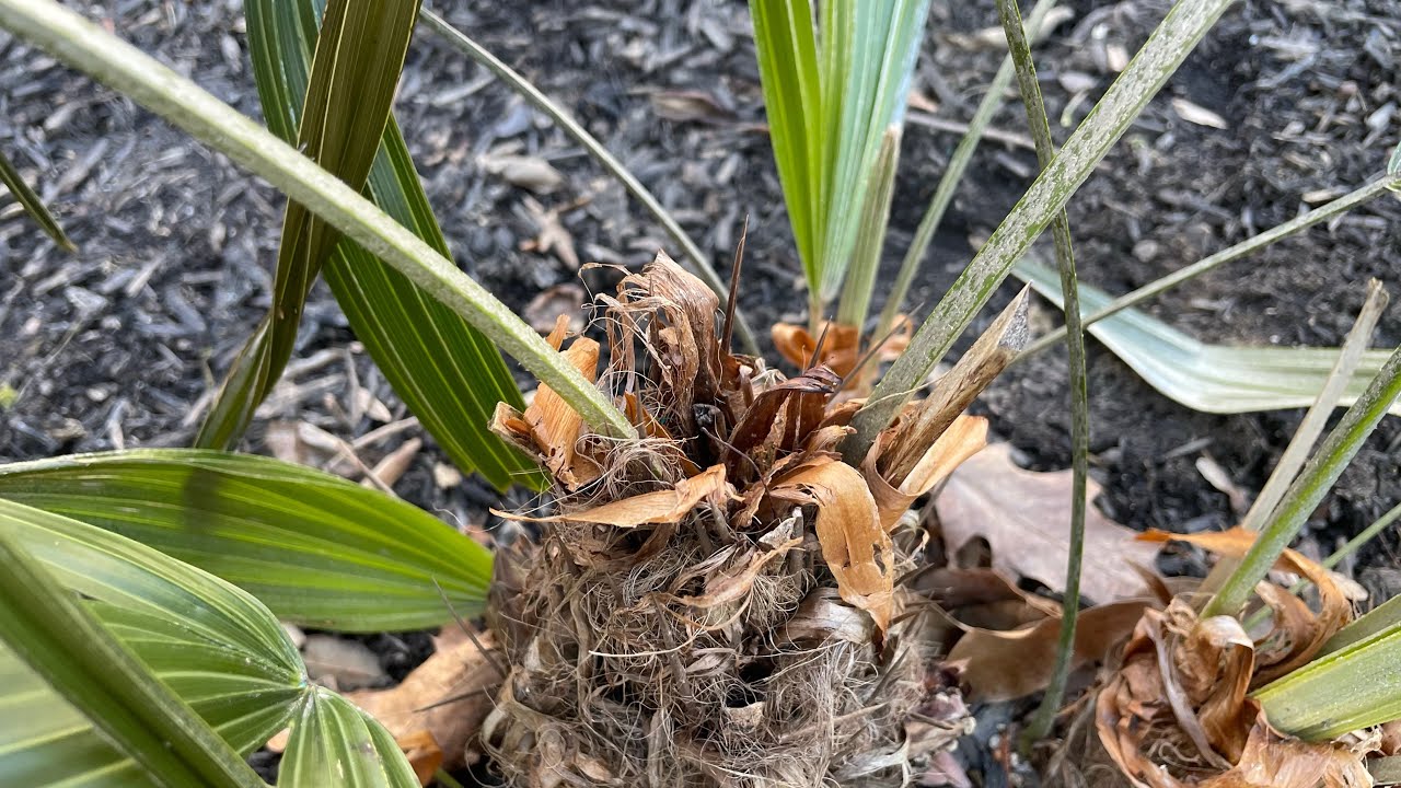 Devastating! Palms died!