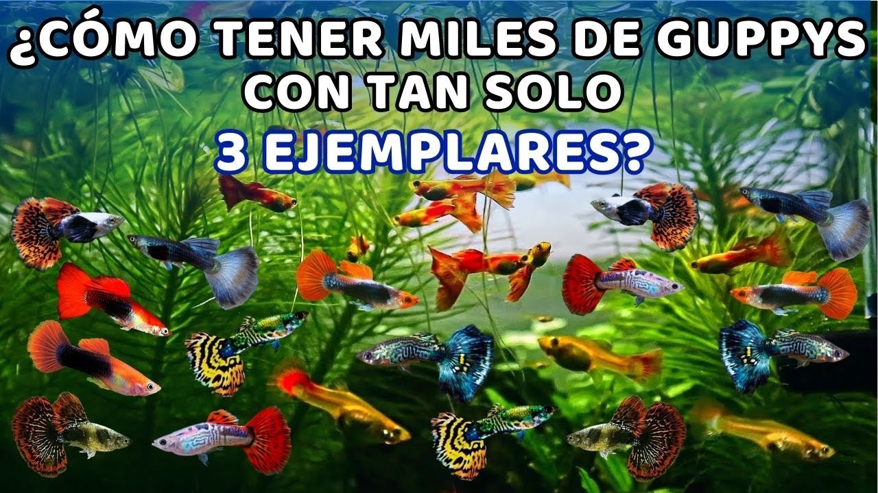 ¿CÓMO HACER UN CRIADERO DE PECES GUPPYS? (Construye tu imperio)