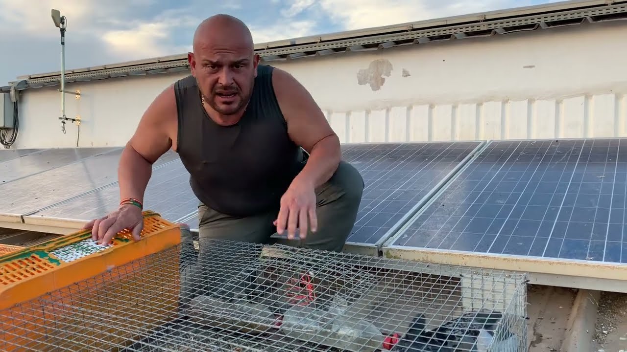 Camperos para que ve&aacute;is como son las Jaulas de las palomas y como se  vac&iacute;an. 👍&hearts;️😘siempre parriba.