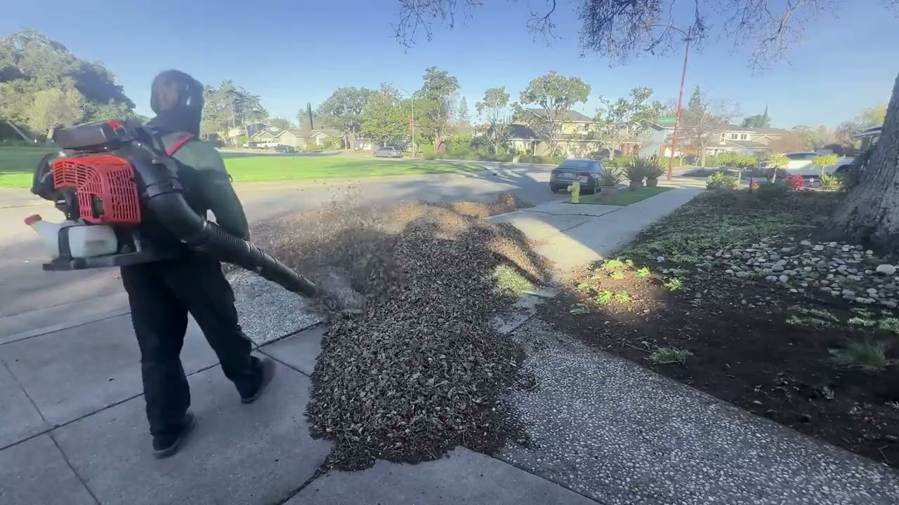 Leaf Removal in San Jose, CA Timelapse
