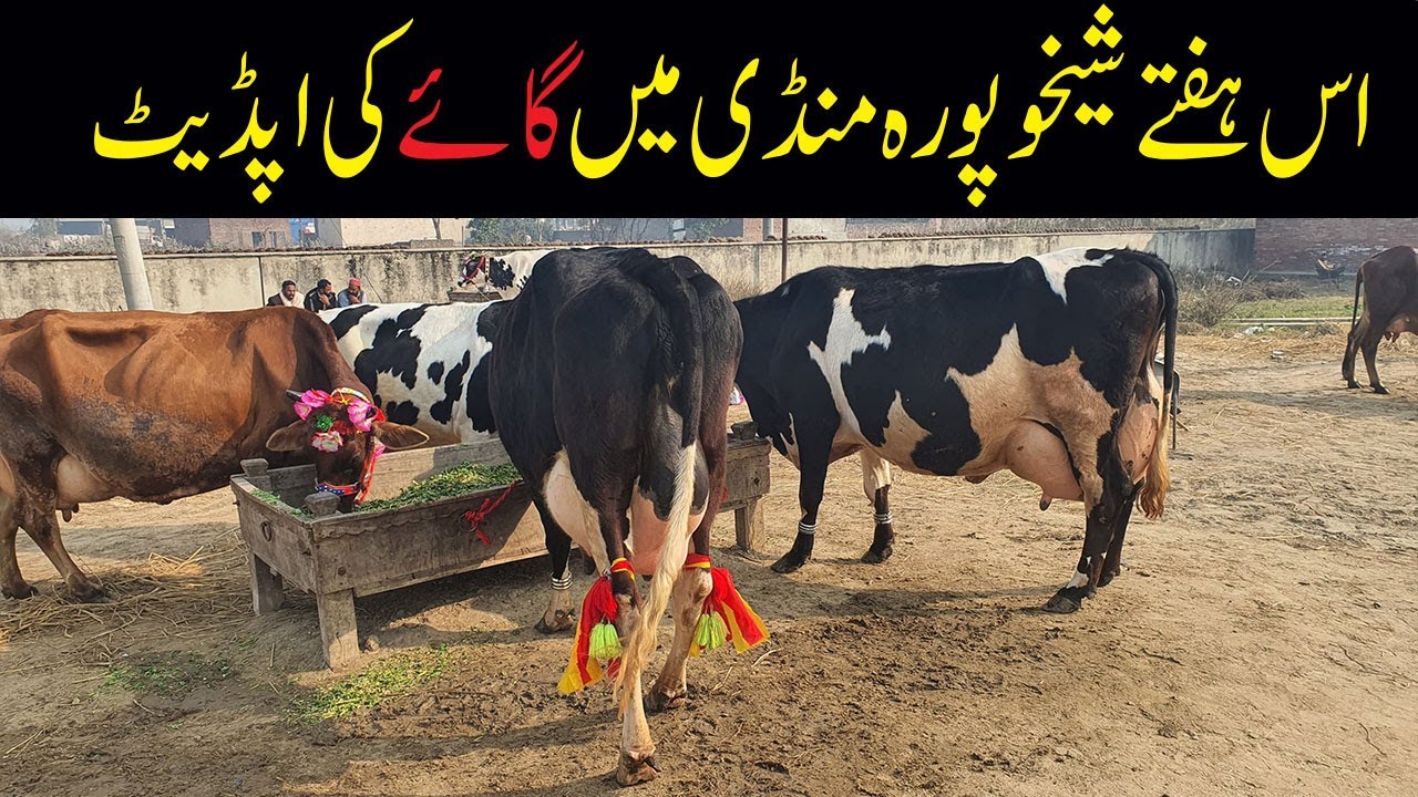 Top Quality Top Biggest Cows Jersey Friesian cross breed cows ! Sheikhupura Mandi update