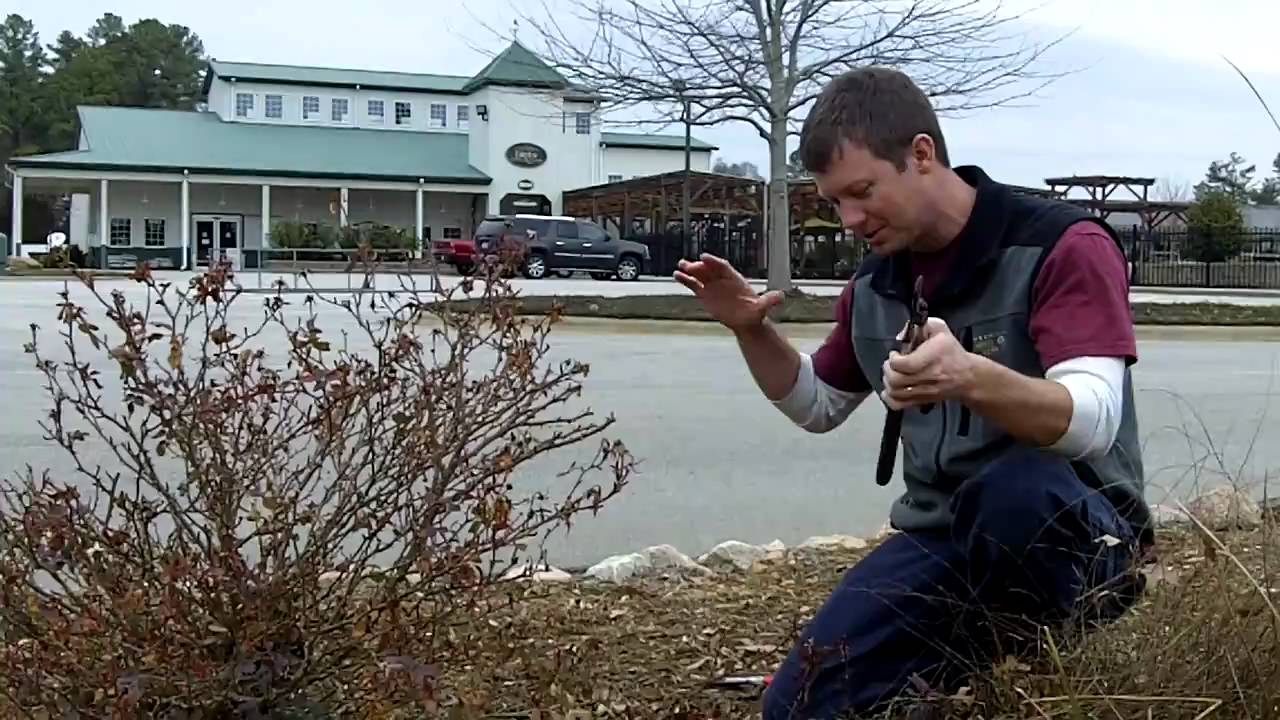 How to Prune Knockout Roses | Fairview Garden Center