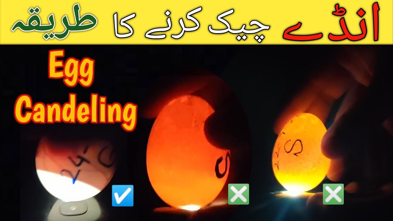 Egg Candling | Candle Light Test For Fertile And infertile Eggs | Egg Hatching | Ahmad Farming
