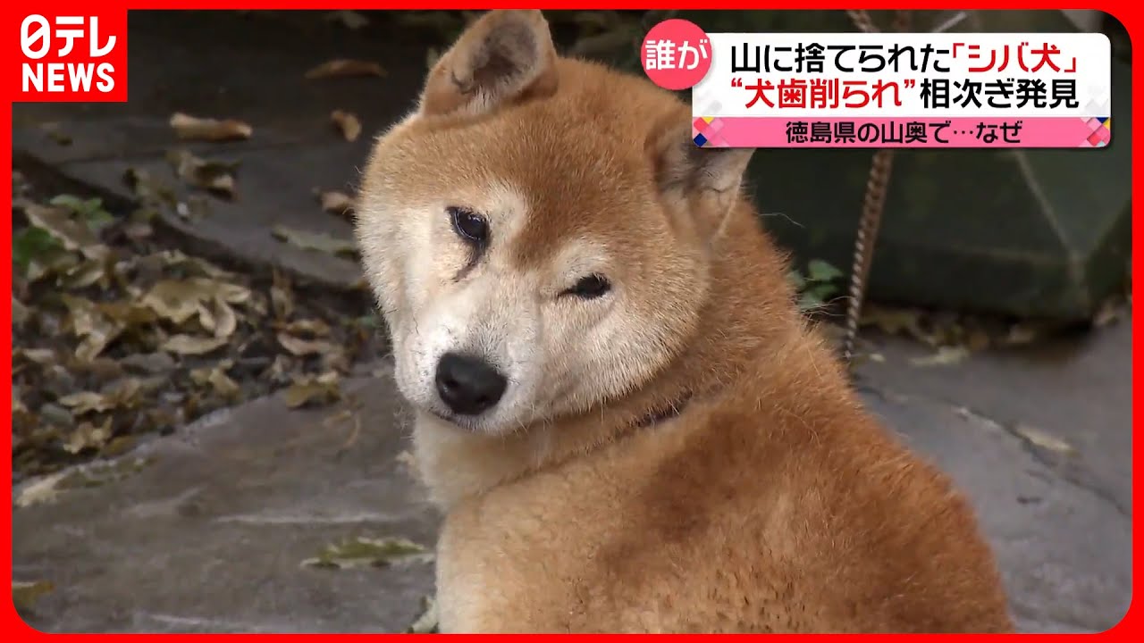 捨てられた「シバ犬」相次ぎ発見　徳島県の山奥で…