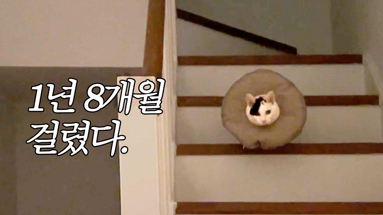모네가 스스로 나를 찾아 내려왔다 🛋️ 1년 8개월 합사 대장정, 집사일상 vlog