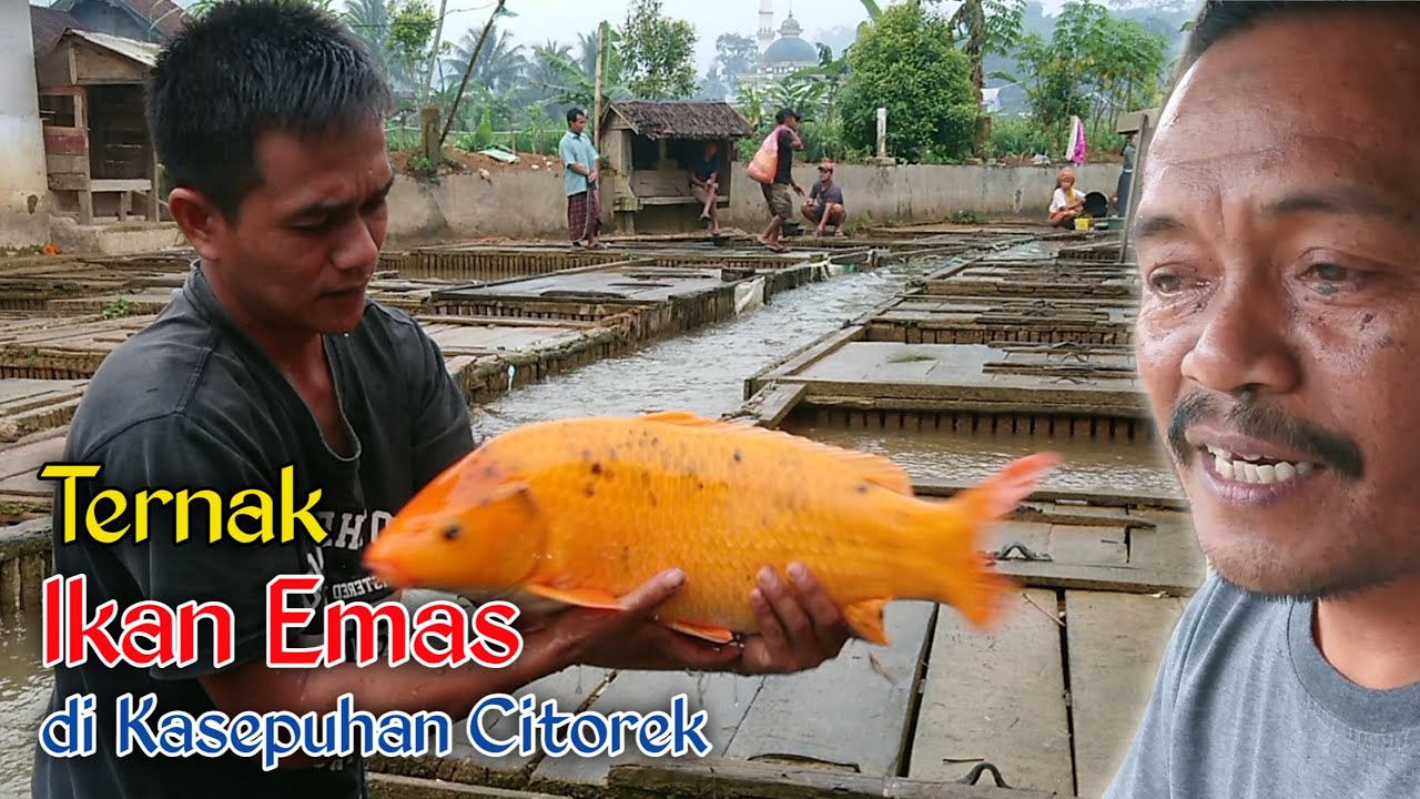 BEGINI TERNAK IKAN MAS SINYONYA DI CITOREK