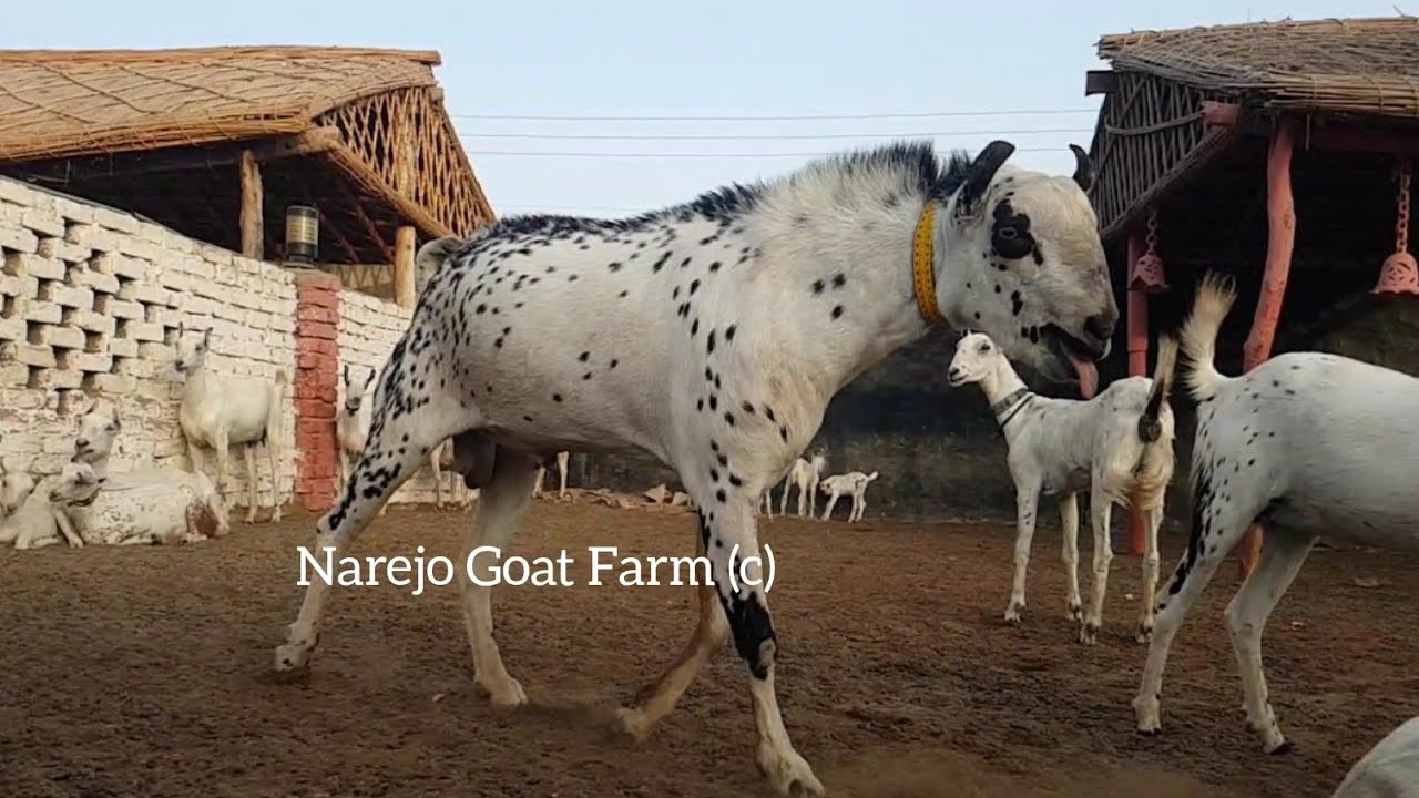 Big Milking Barabari Goat Farming | Narejo Goat Farm Pakistan