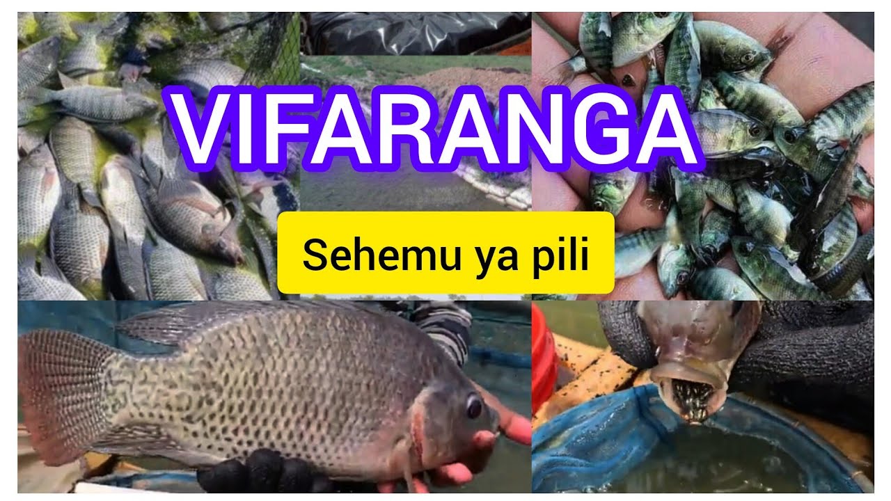+255755285582 Sehemu pili KUFUGA SAMAKI SATO KATIKA MABWAWA NA MBEGU ZA SAMAKI ( VIFARANGA)