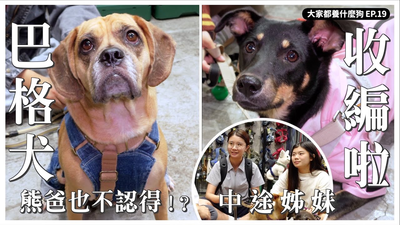 熊爸也不認識的巴格犬？愛心姐妹再現，米克斯已有家？【大家都養什麼狗】｜熊爸估狗