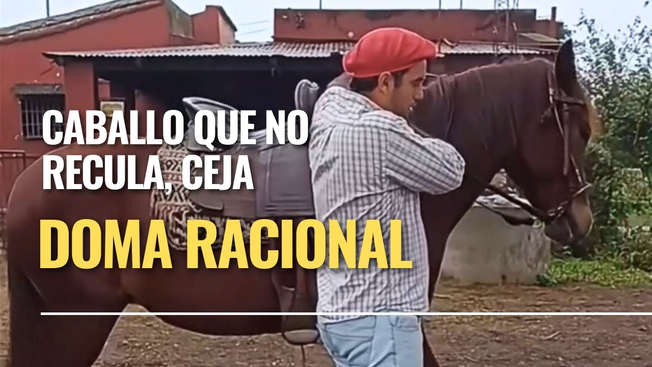 ¿Tu caballo NO quiere retroceder? 👉 No es terquedad… es falta de entendimiento.