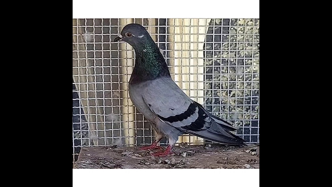 حمام الفعل الاصيل