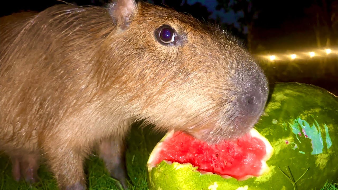 Capybara Mukbang (Rainstorm ASMR)