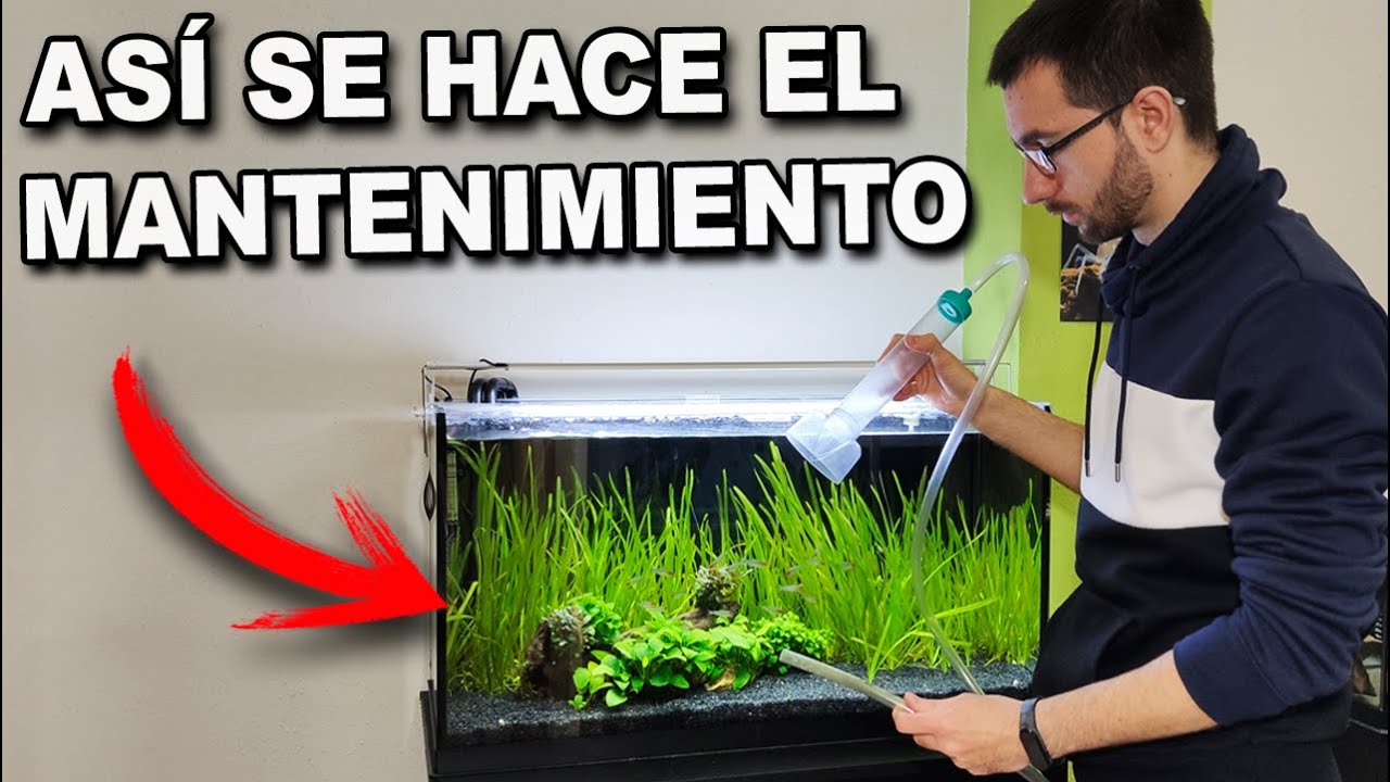 ✅ Mantenimiento básico del acuario | Los pasos que nadie más te dirá