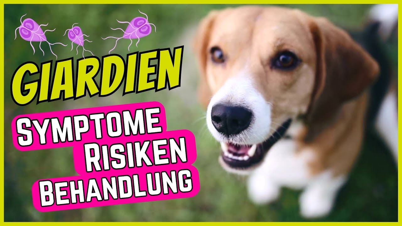 Giardien bei Hunden | Symptome, Behandlung & Giardien-Test