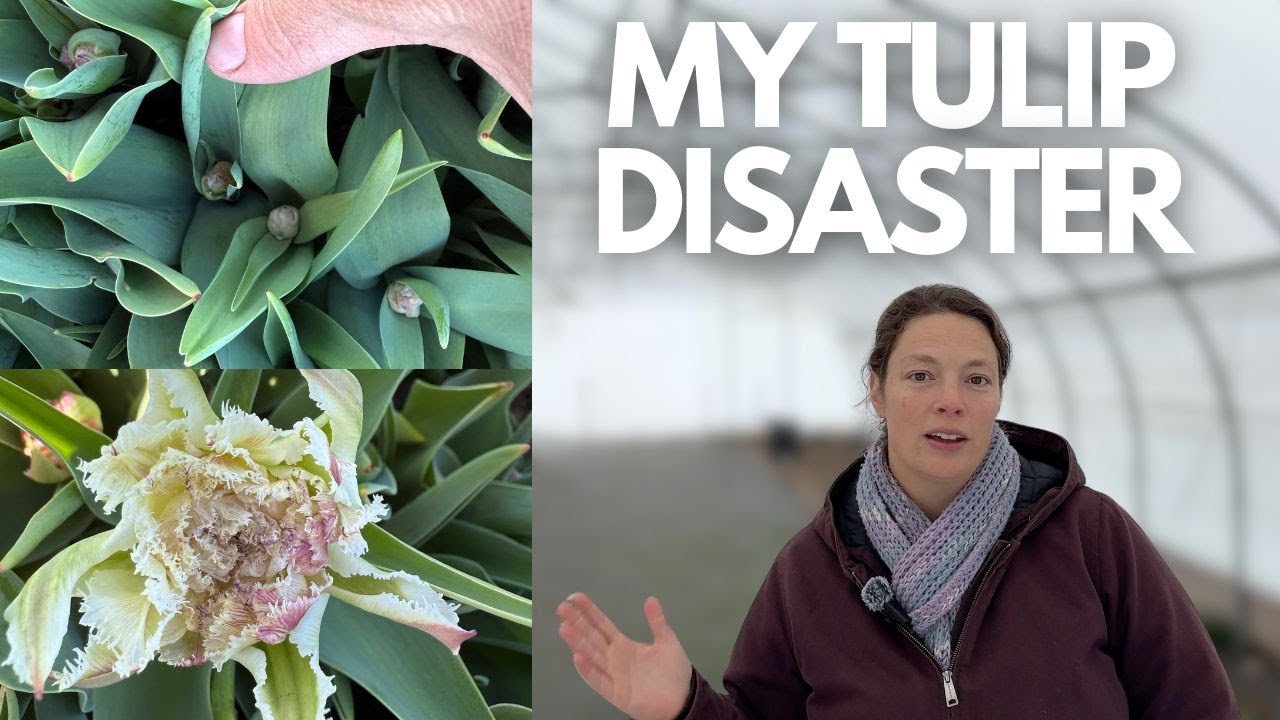 Are Tulips Profitable for Cut Flowers?