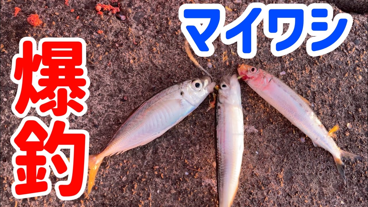 【終始入れ食い】エサなしサビキでも良型マイワシ等が爆釣  静岡県福田漁港