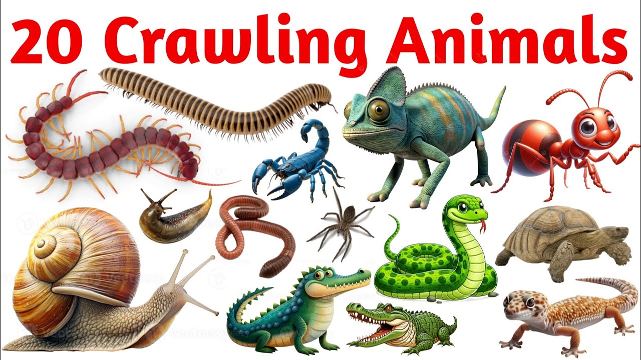 20 Crawling Animals | Learn Crawling Animals Name in English with Pictures | Crawling Animals 