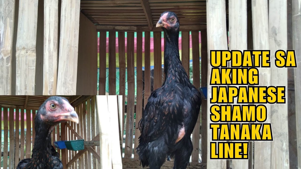 UPDATE SA AKING JAPANESE SHAMO TANAKA LINE!