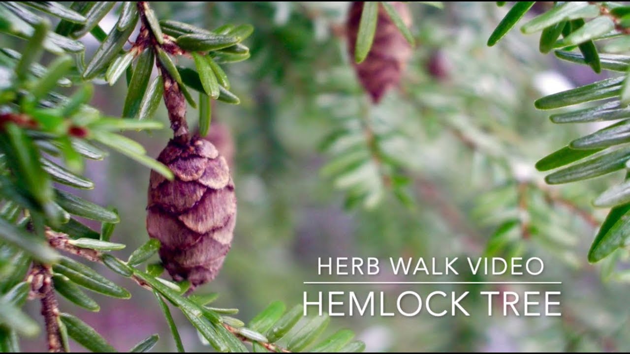 *Herb Walk: Hemlock