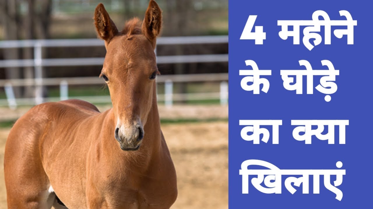 घोड़े के बच्चे को क्या खिलाएं | Horse colt diat plan