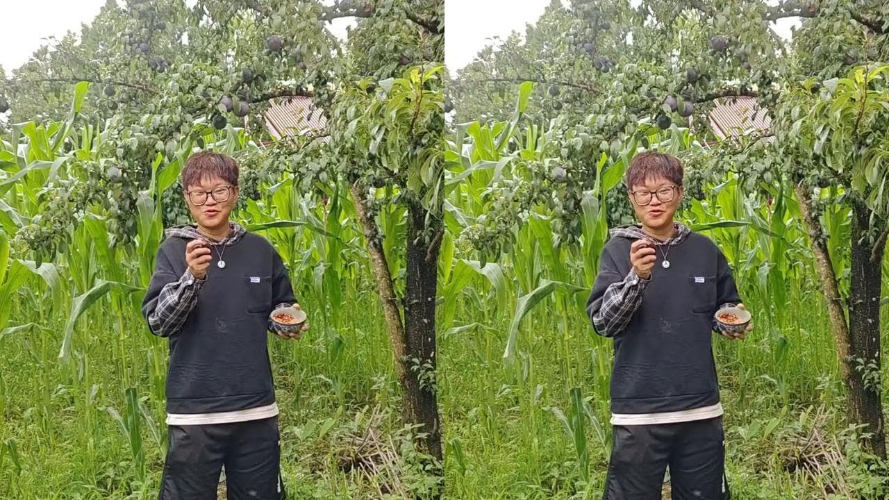 给我一碗蘸水，我可以吃遍整片森林，今天吃李子#大自然的馈赠 #新鲜采摘 #李子熟了 #乡村守护人