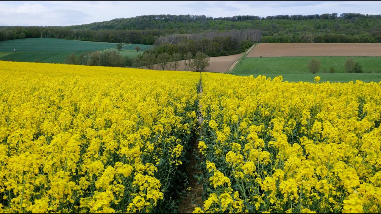 Rapeseed Fields